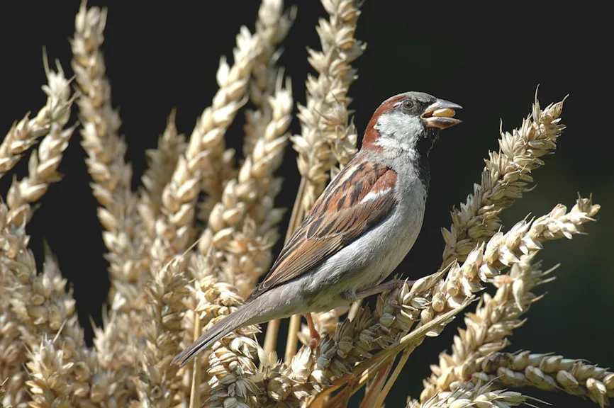 Graanetende huismus