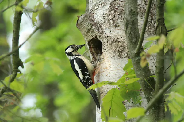 Grote bonte specht
