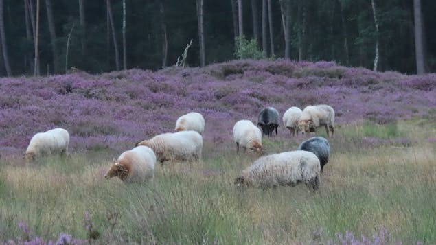 Schaapherder is terug op Heidestein