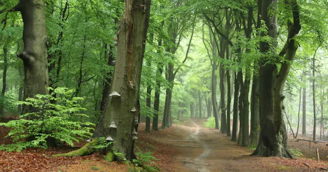 Amerongse Bos