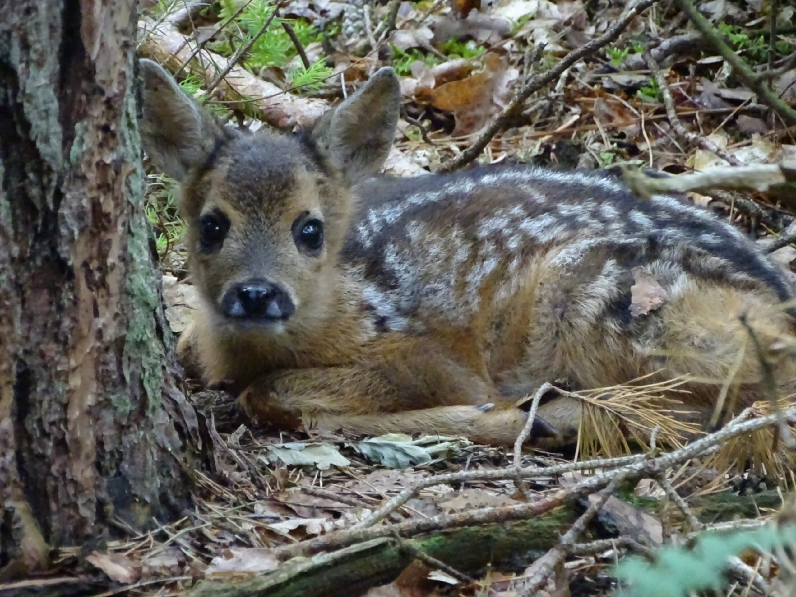 Goede camouflage van het reekalf.