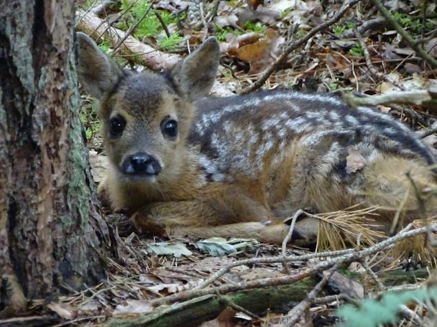 Goede camouflage van het reekalf.