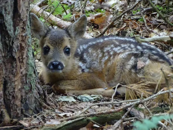 Goede camouflage van het reekalf.