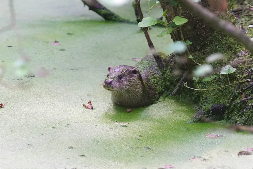 Een otter in het kroos