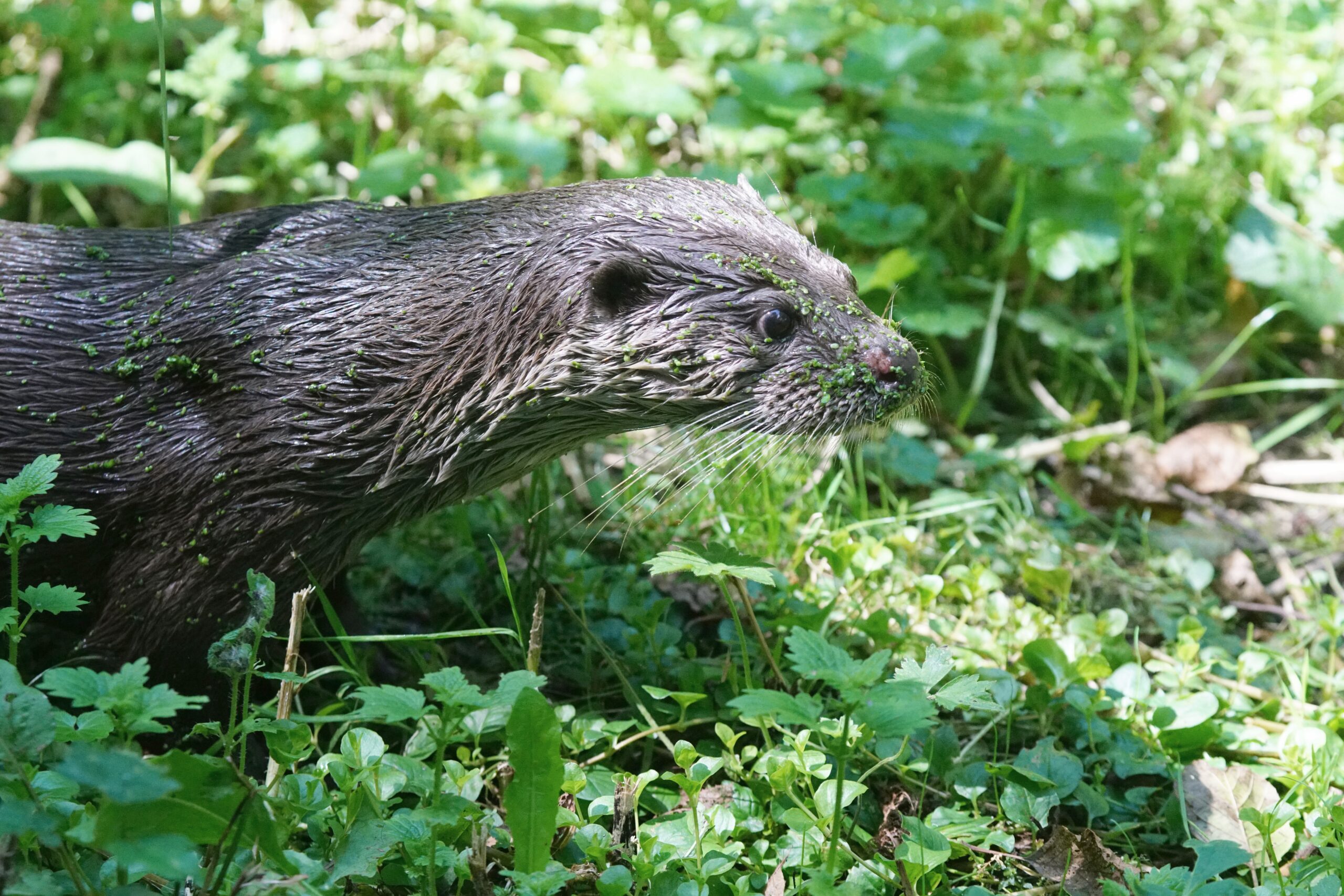 Een otter in groen struikgewas