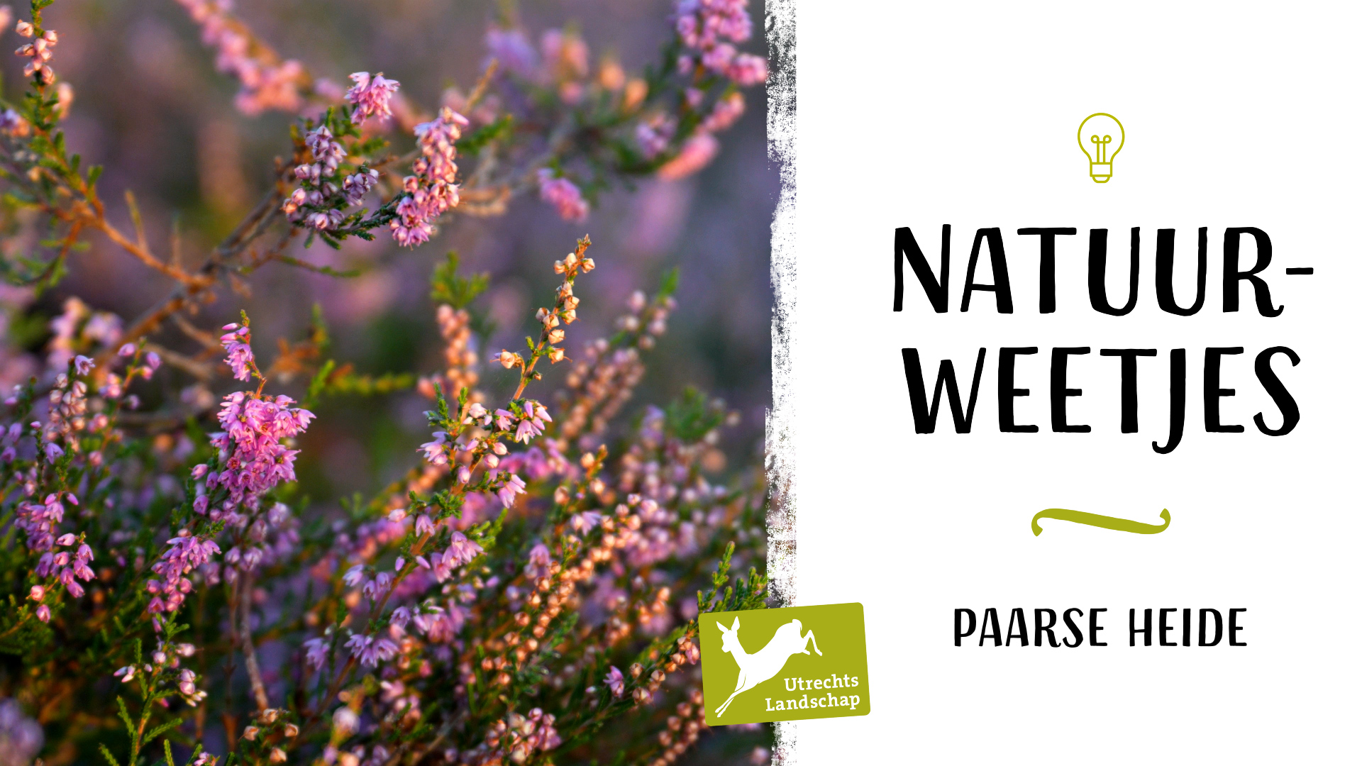 Natuurweetje Heide