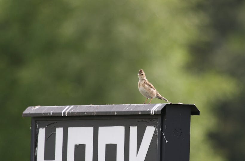 De veldleeuwerik landt weer op Park Vliegbasis Soesterberg - Utrechts