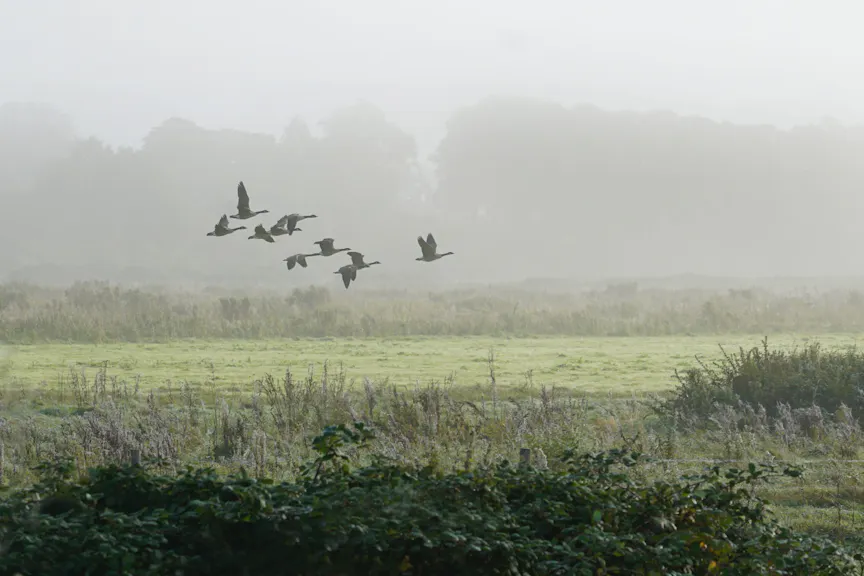 Ganzen in de Elster Buitenwaarden