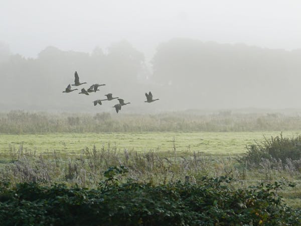 Ganzen in de Elster Buitenwaarden