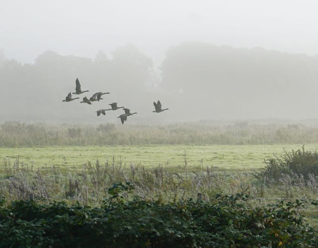 Ganzen in de Elster Buitenwaarden