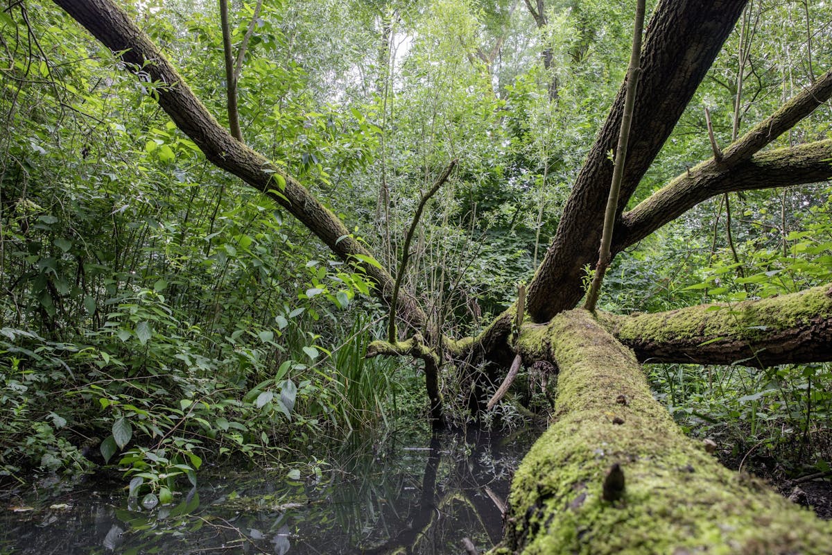 Eendenkooi Kooilust wordt opgeknapt