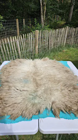 Schapenvacht