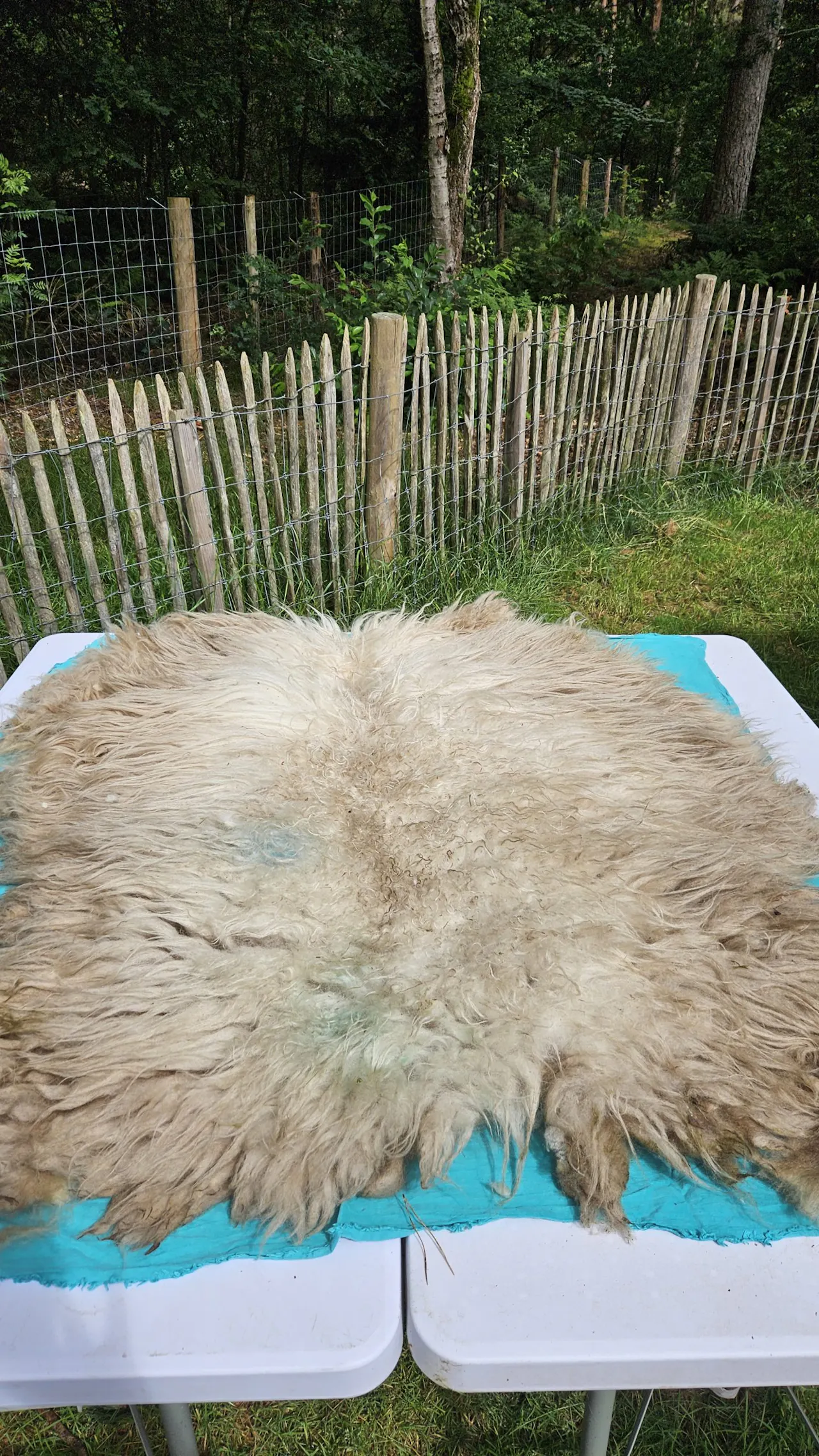 Schapenvacht