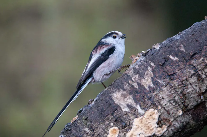 vogel