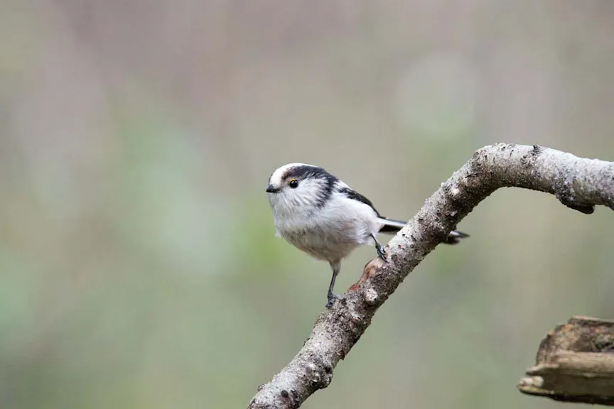 vogel