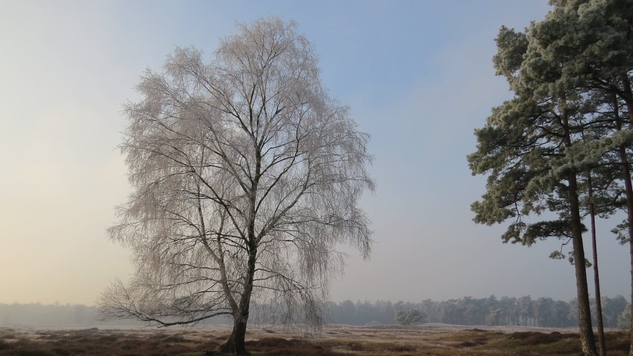 Winter op Heidestein