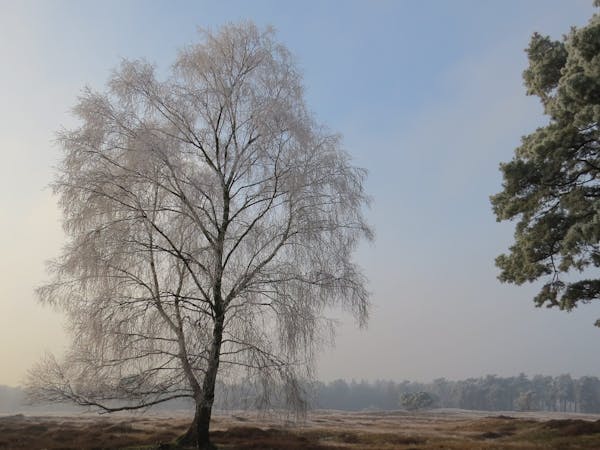 Winter op Heidestein