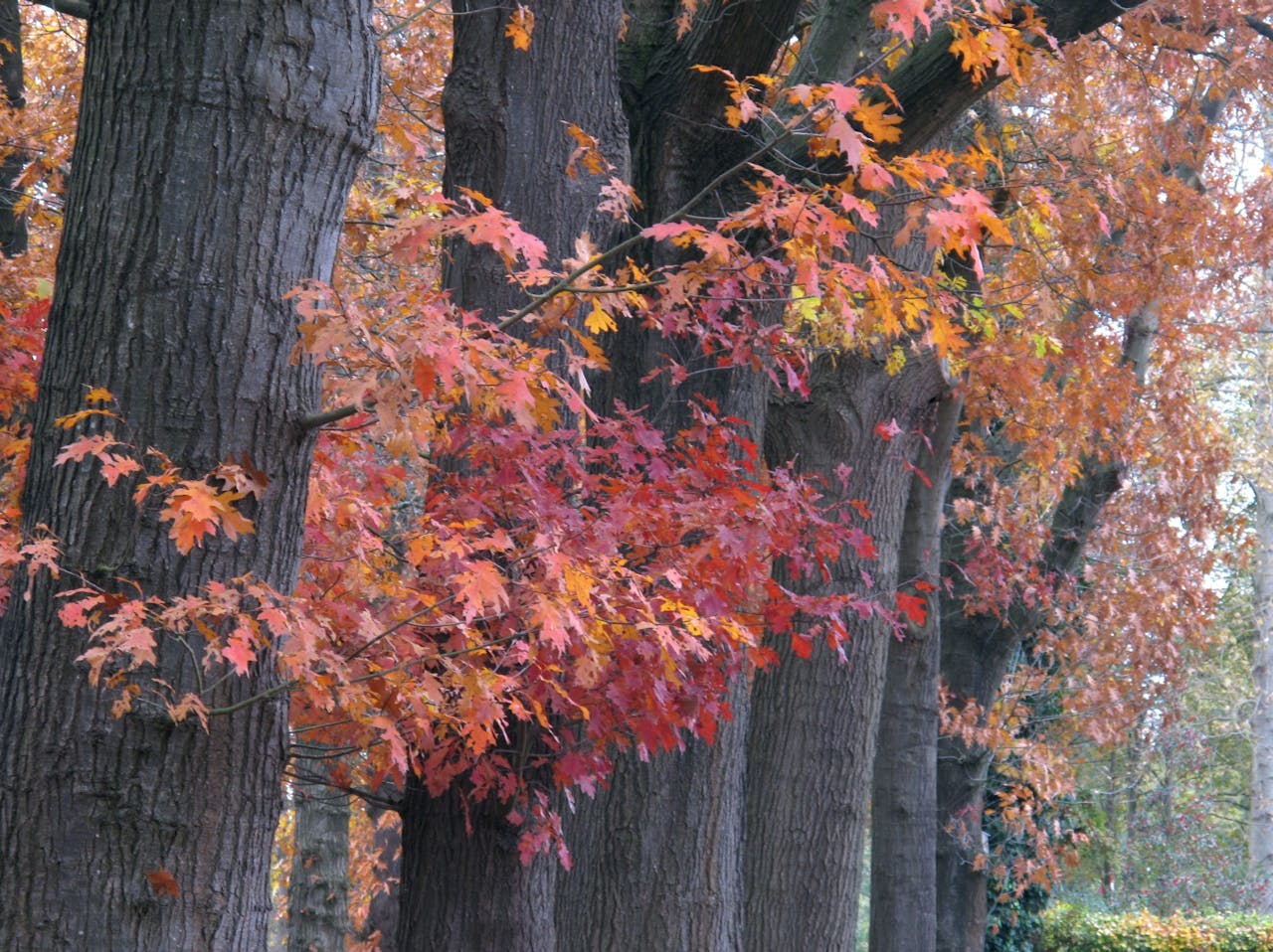 Amerikaanse eik in de herfst