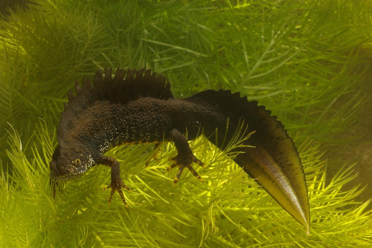 Twee nieuwe salamanderpoelen op de Bantam