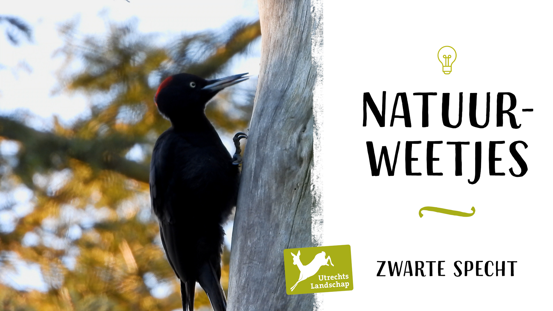 Natuurweetje - Zwarte specht