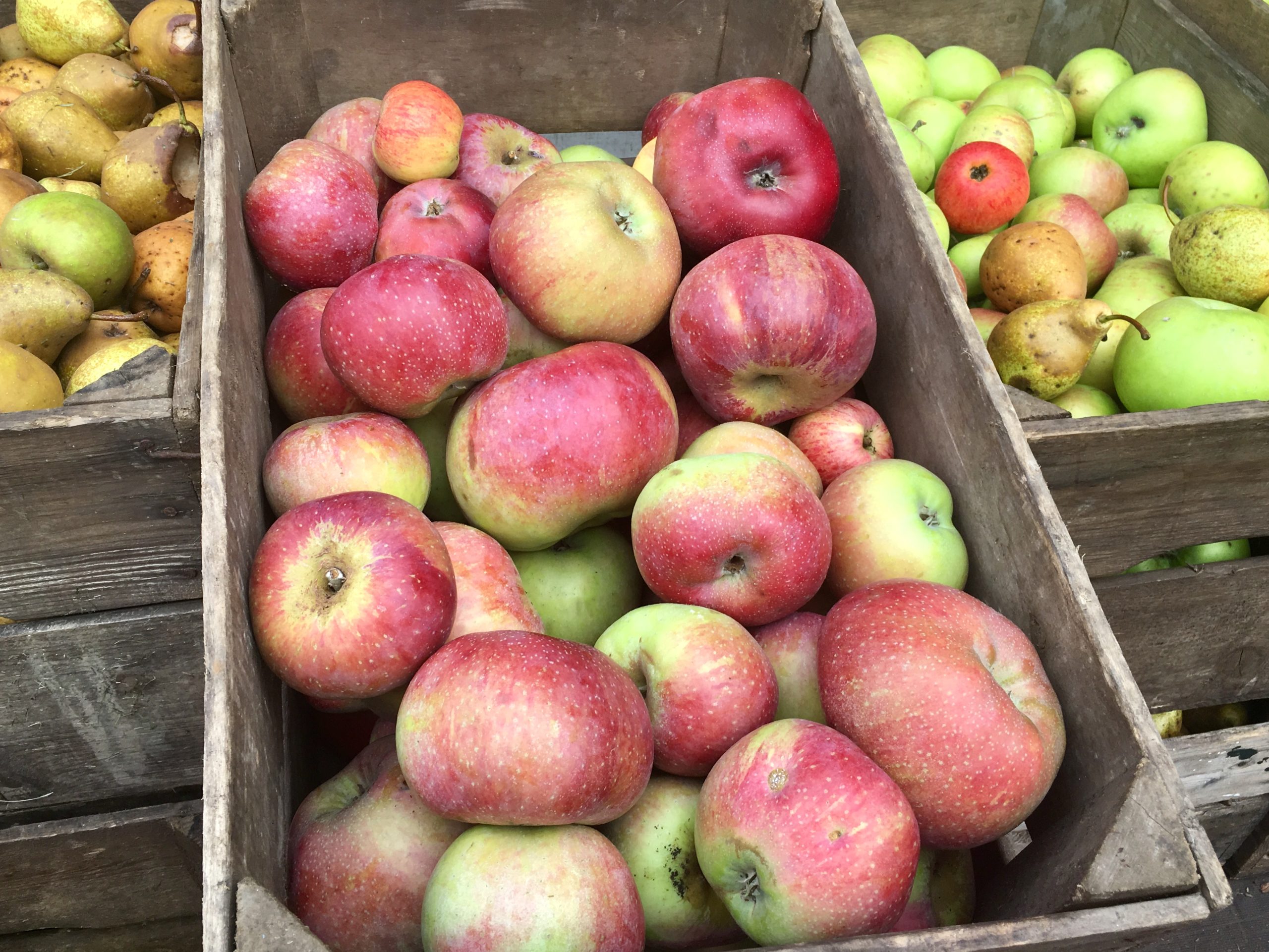 Eerste appeloogst 2018 op landgoed Oostbroek