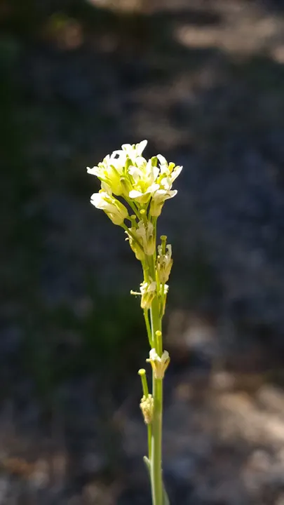 Torenkruid