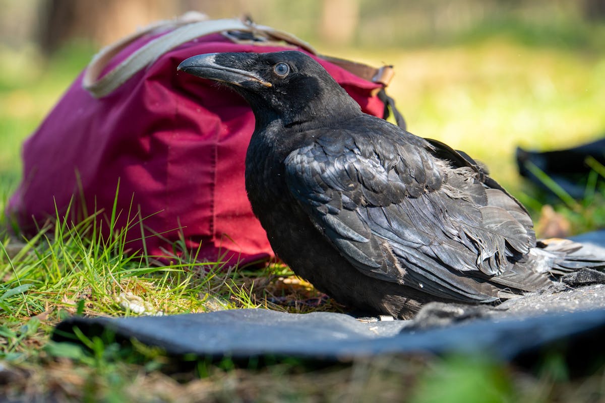 Natuurweetjes - 2025