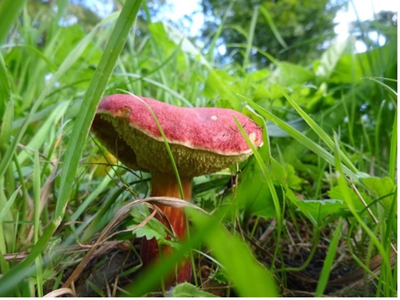 Herstwandeling Over-Holland