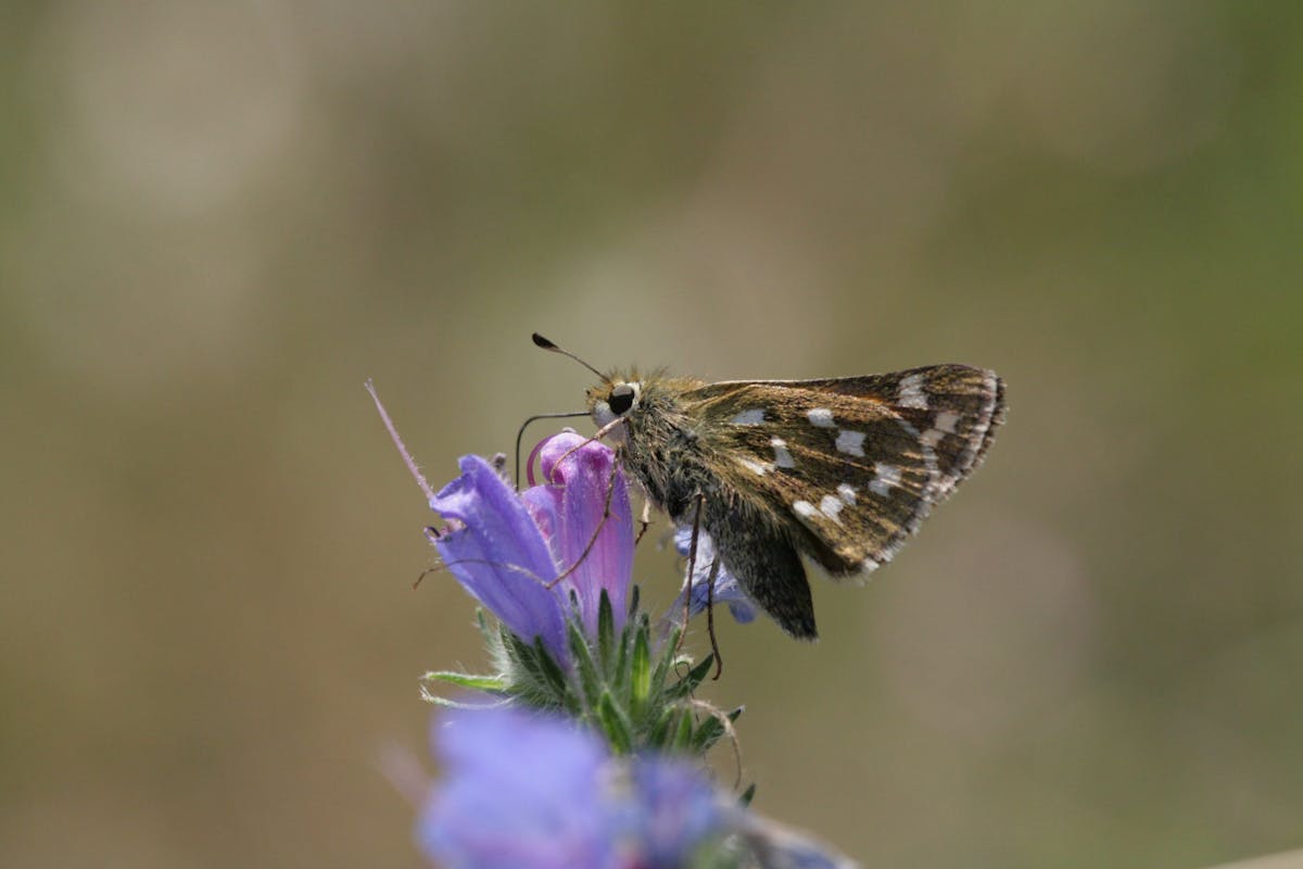 Speciale aandacht voor vlinders op Park Vliegbasis Soesterberg