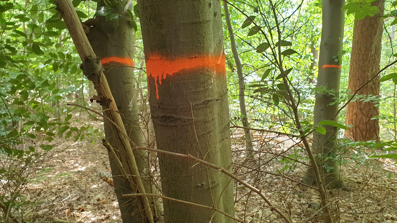 Boswachters 'blessen' de bomen. Ze markeren de bomen die worden verwijderd.
