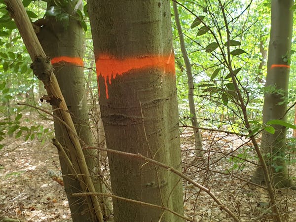Boswachters 'blessen' de bomen. Ze markeren de bomen die worden verwijderd.