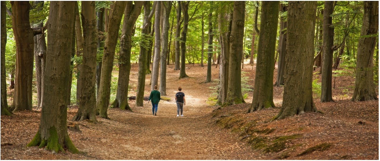 Amerongse Bos