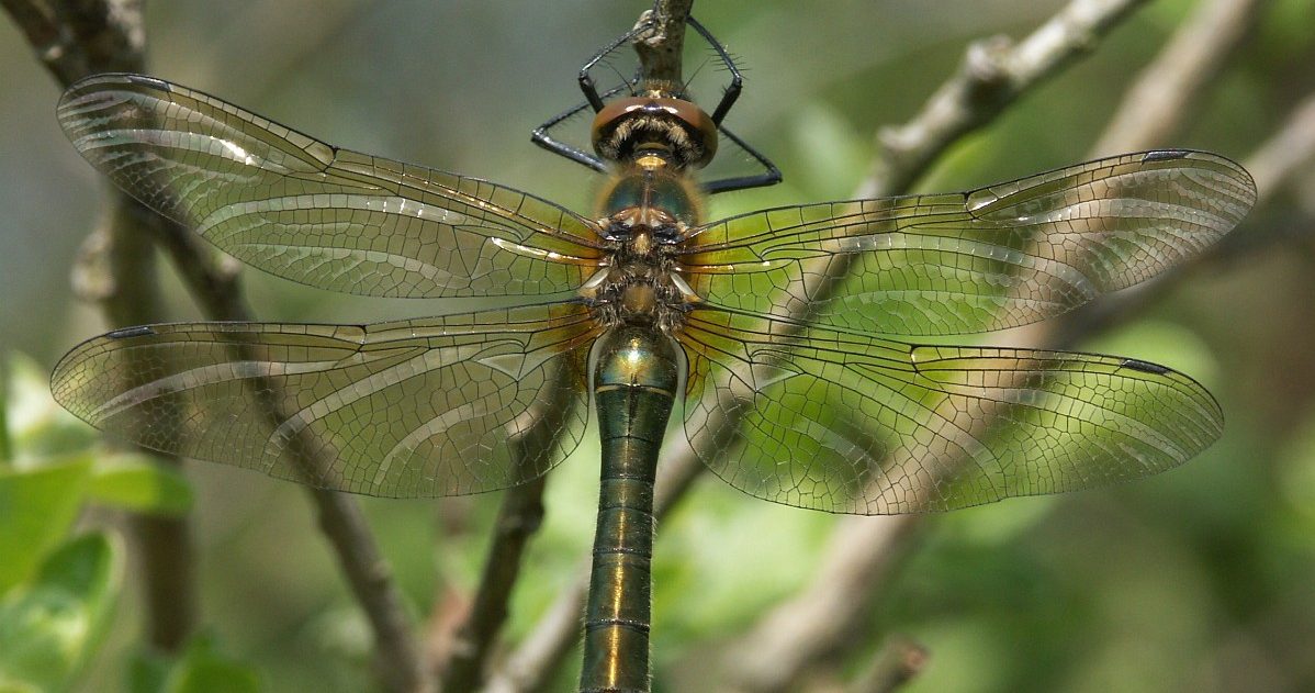 Smaragdlibel - Jan Hoeffnagel