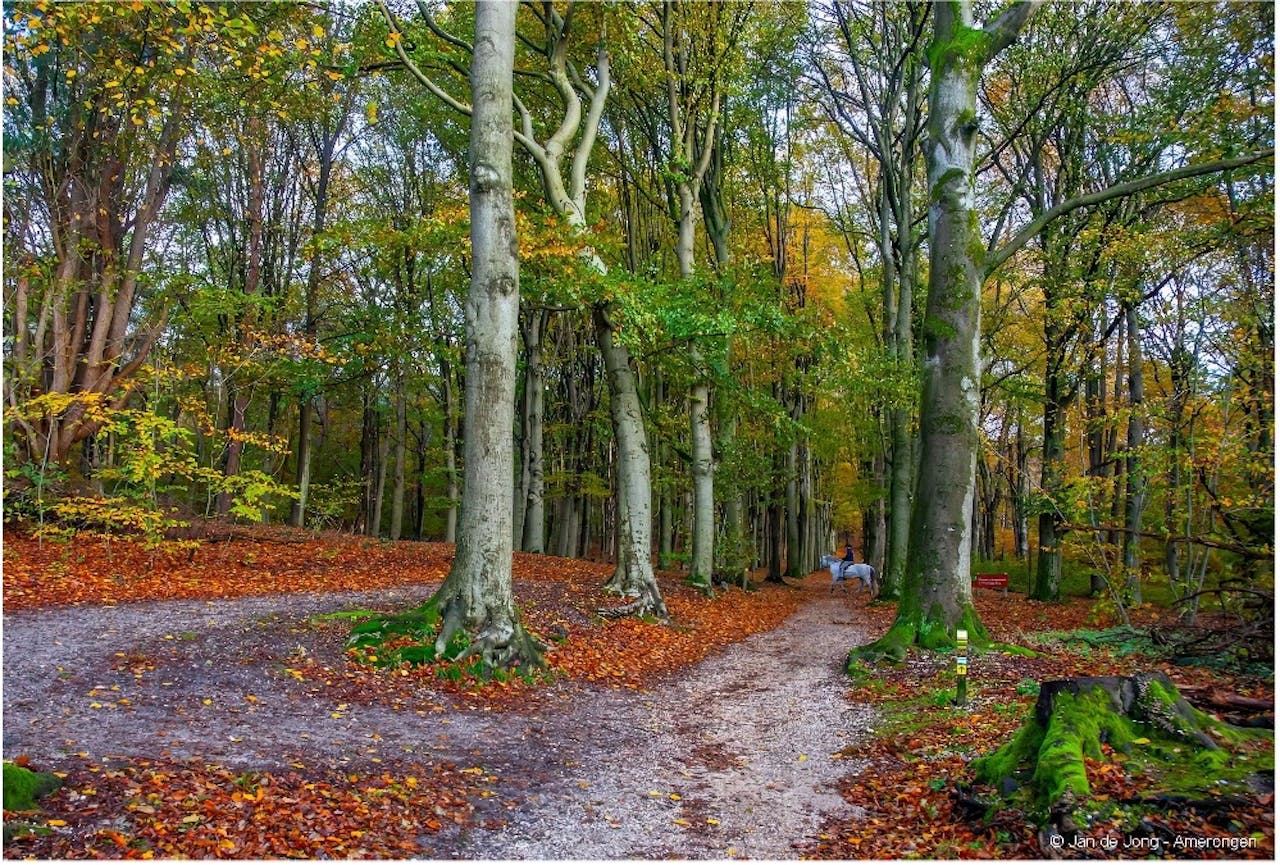 Herfst beleeftocht voor kinderen in Amerongen.