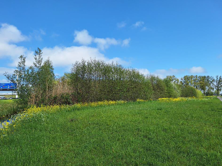 Nieuwe aankoop Utrechts Landschap - Griend bij polder Bolgerijen