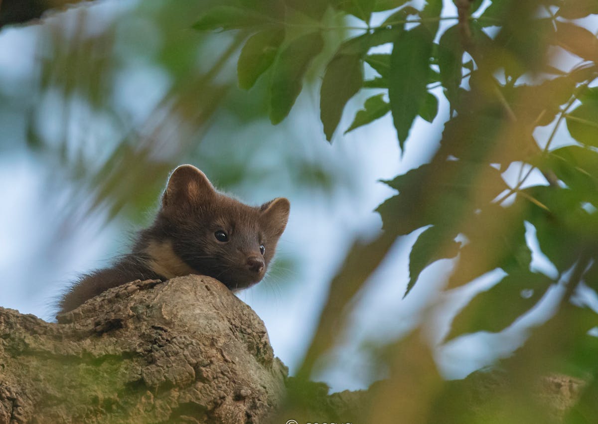 Tentoonstelling Zoogdieren in Koetshuis Stoutenburg