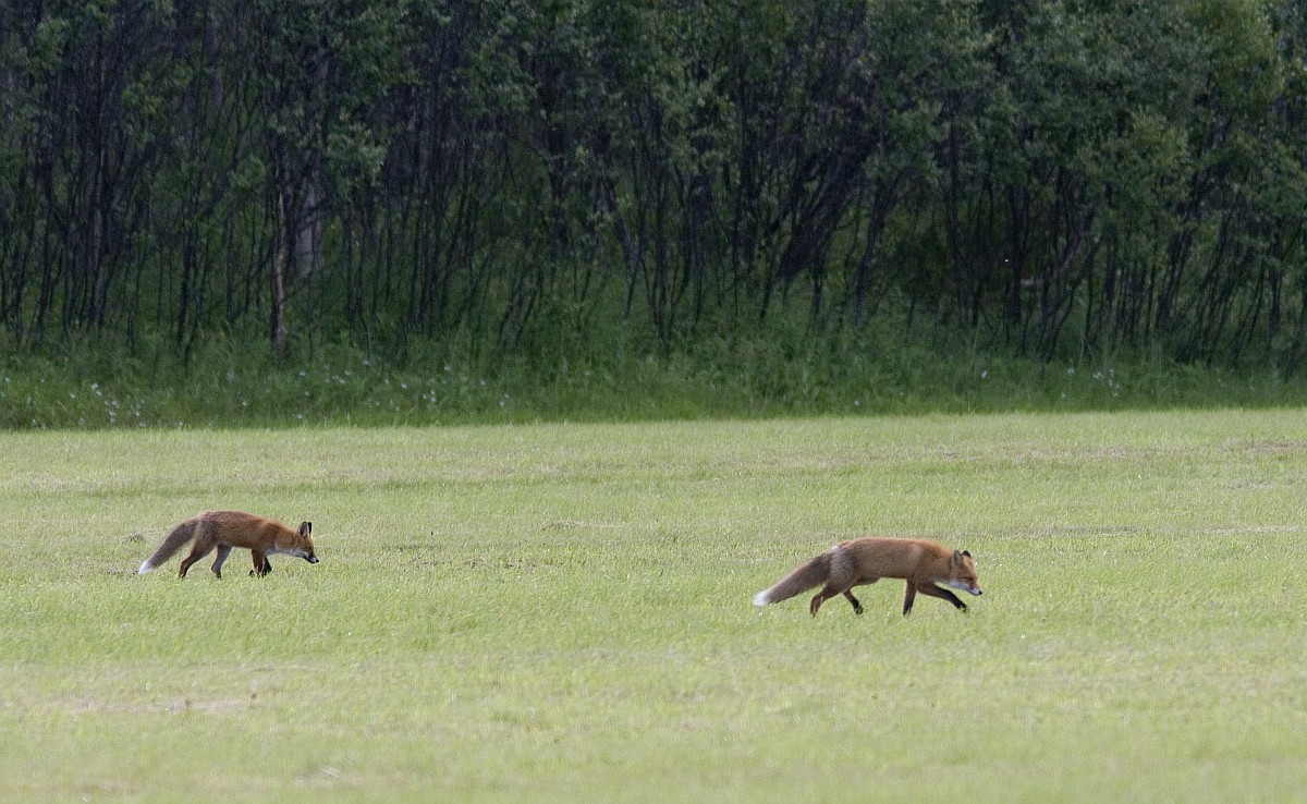 In het gebieden leven onder andere vossen, dassen en reeën