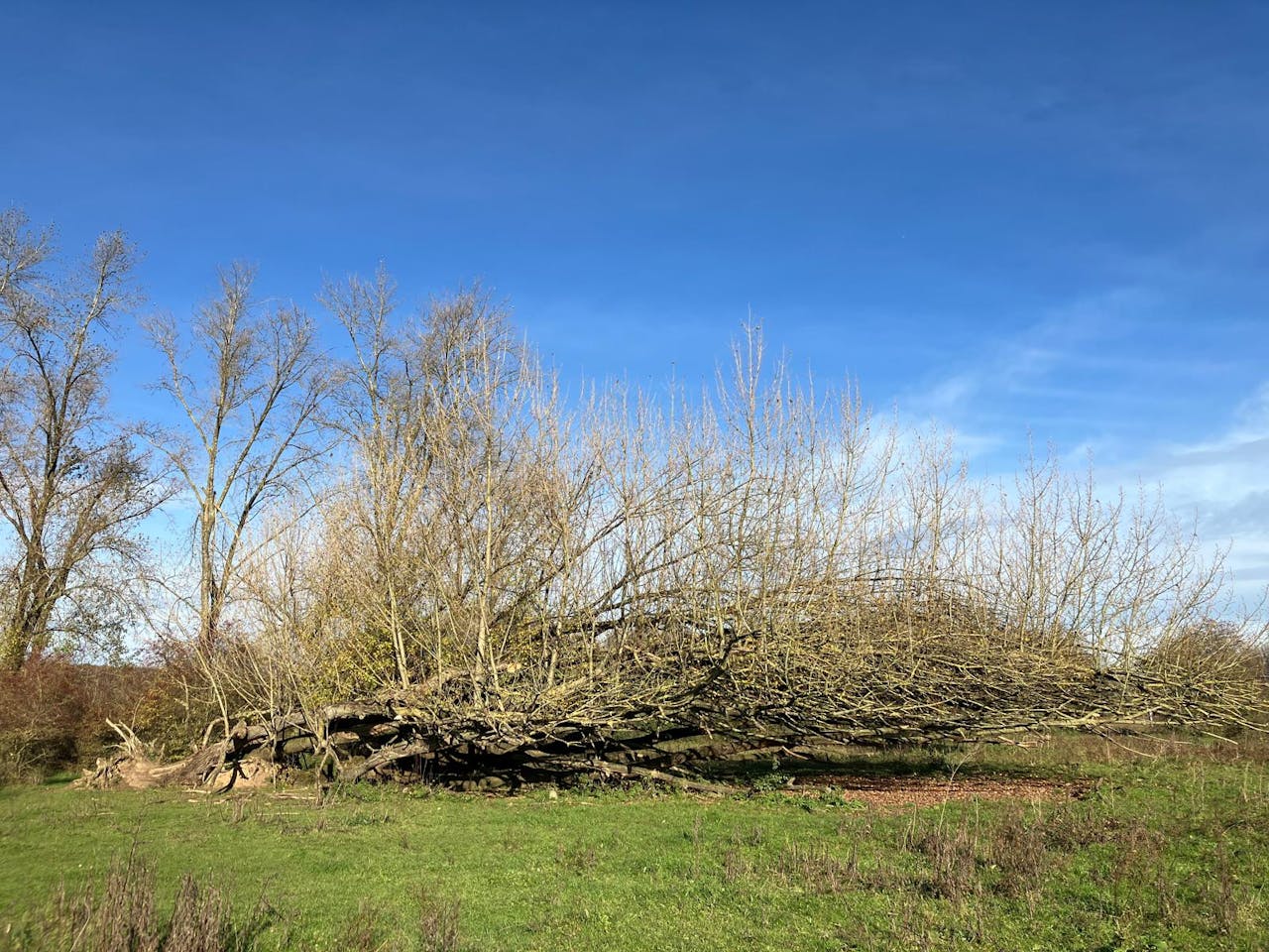 Zwarte populier Blauwe kamer