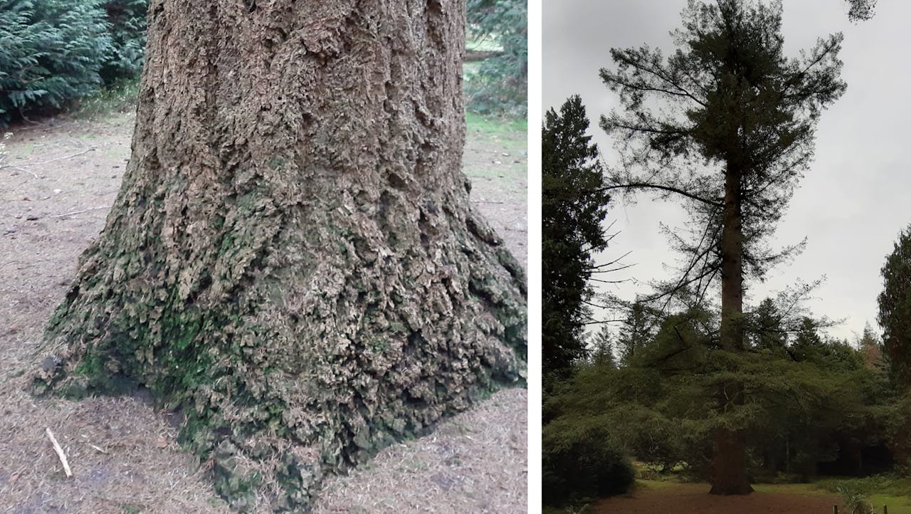 Douglasspar Gijs pinetum Birkhoven
