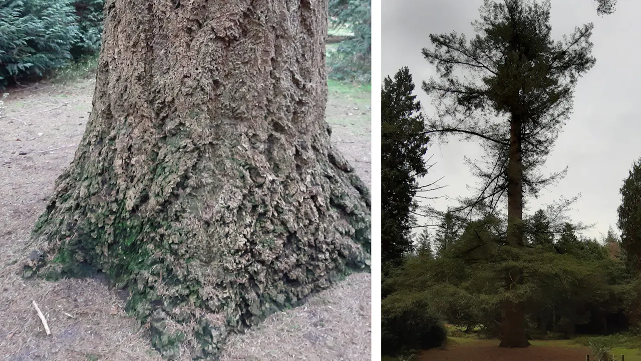 Douglasspar Gijs pinetum Birkhoven