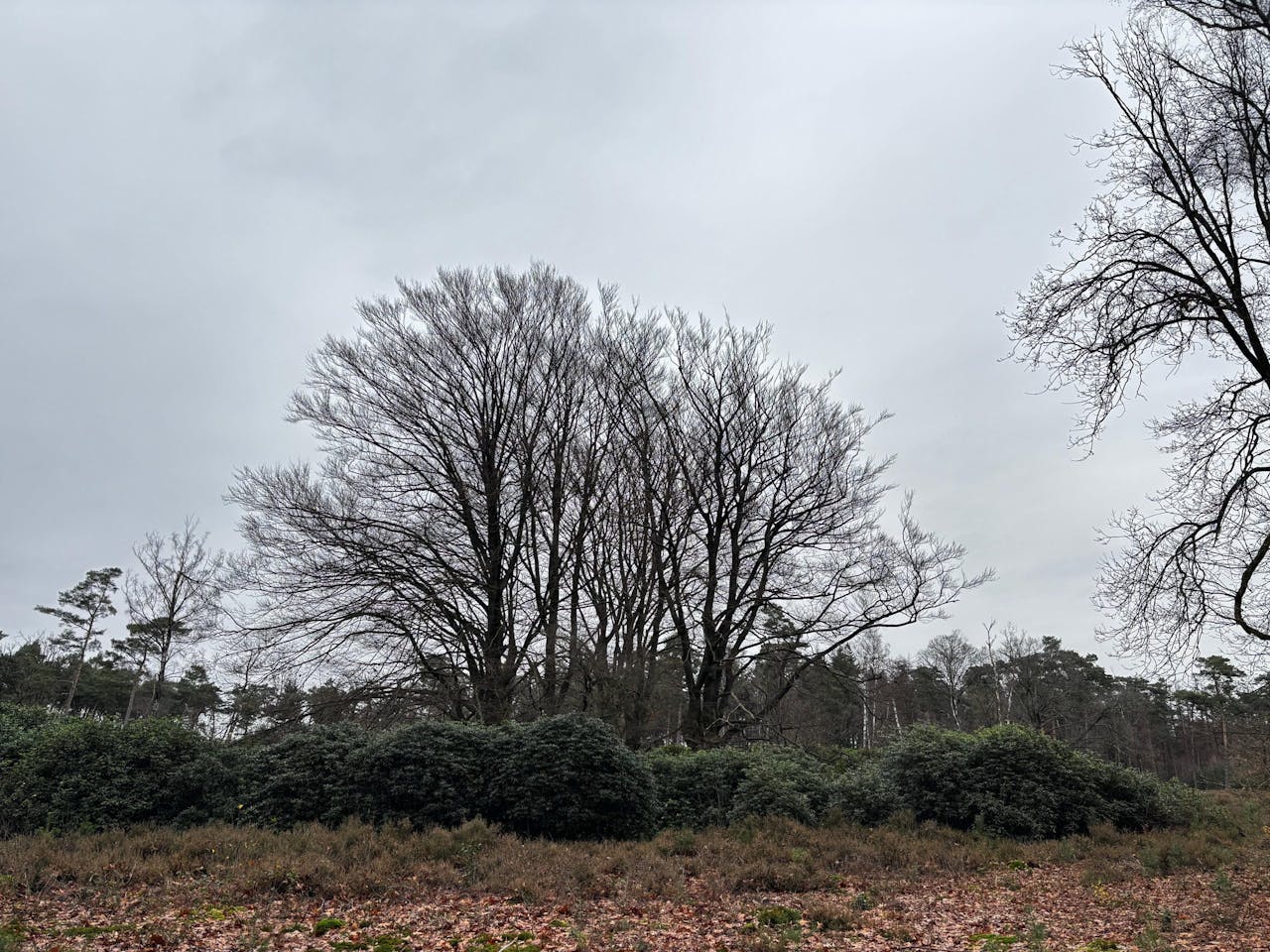 Beuken in de herfst op Stameren