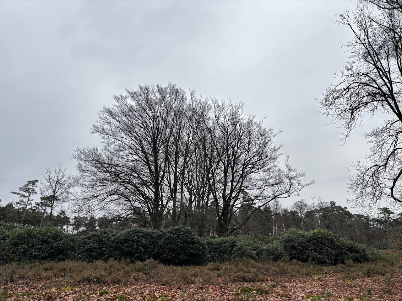 Beuken in de herfst op Stameren