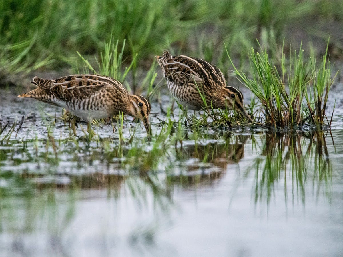 Natuur bij Bunnik voor altijd beschermd