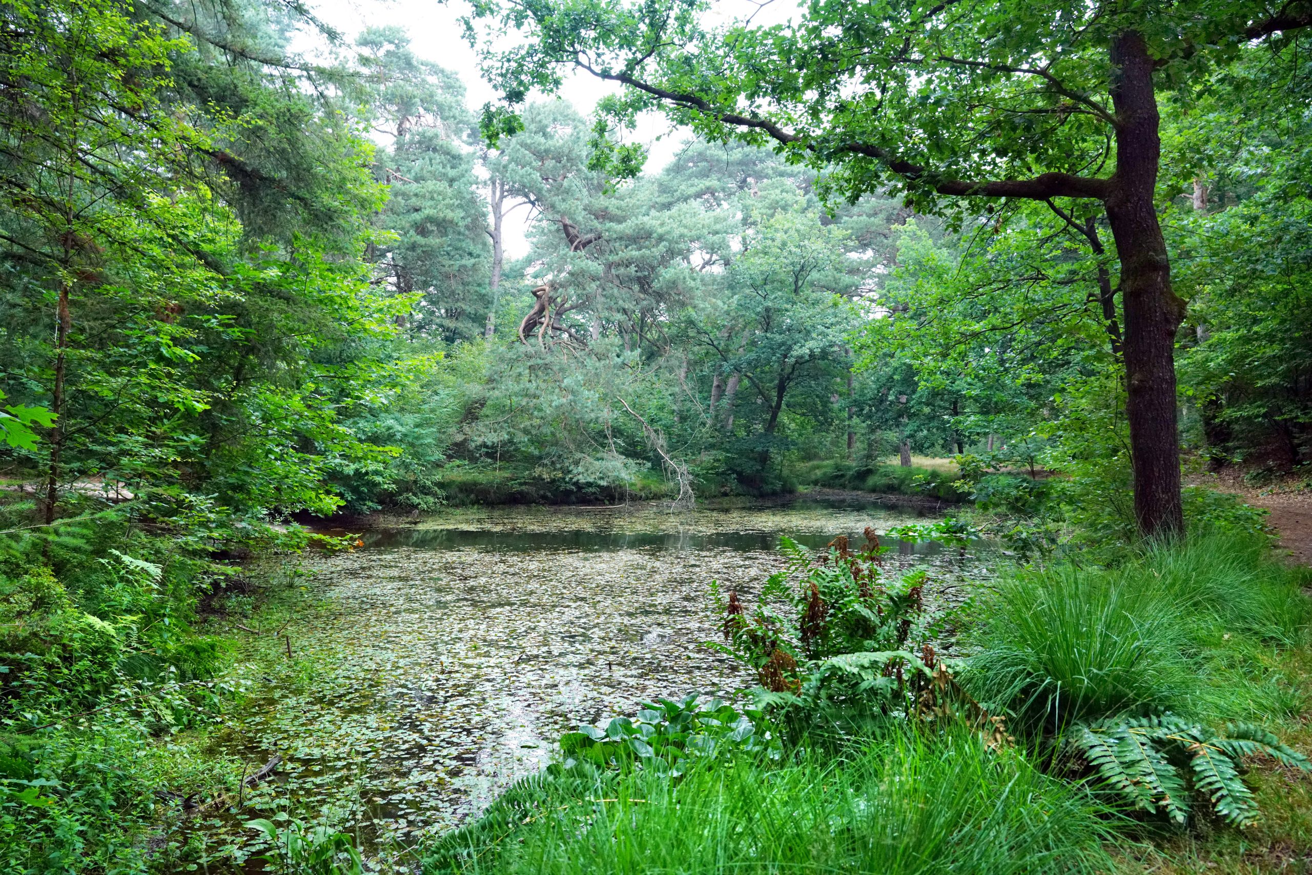 Vijver Rijsenburgsebos