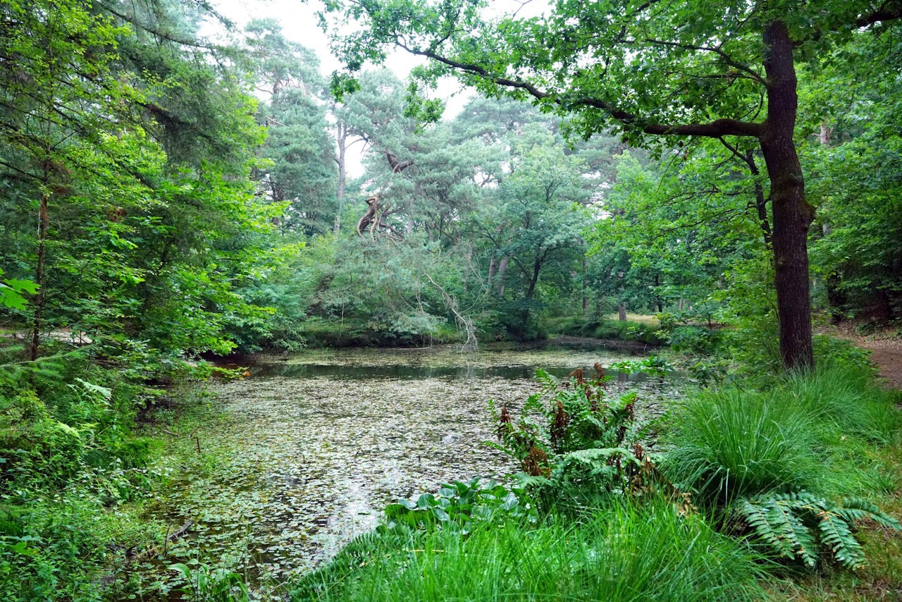 Vijver Rijsenburgsebos