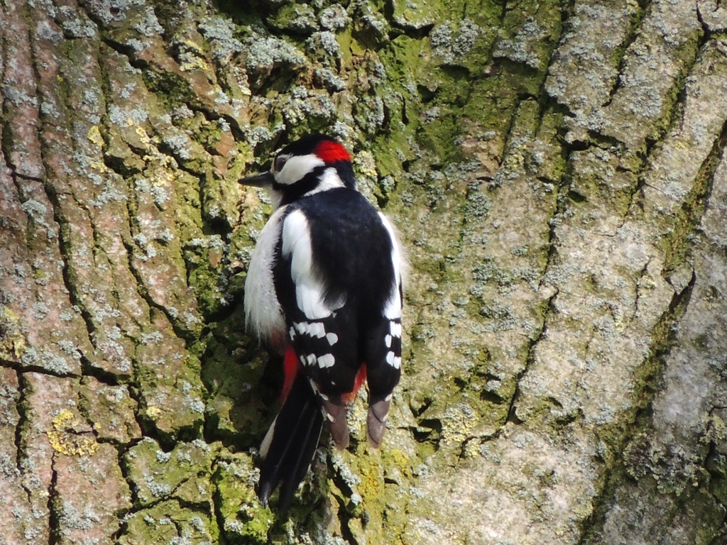 Bonte specht vogel