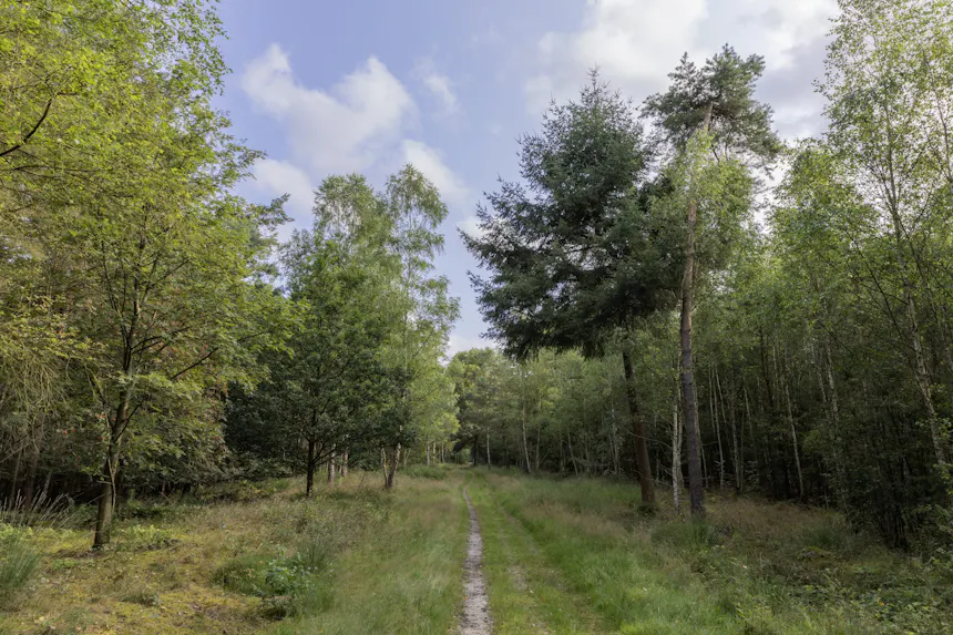 Maartensdijkse Bos