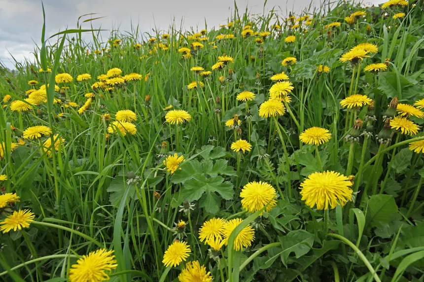 Paardenbloemen