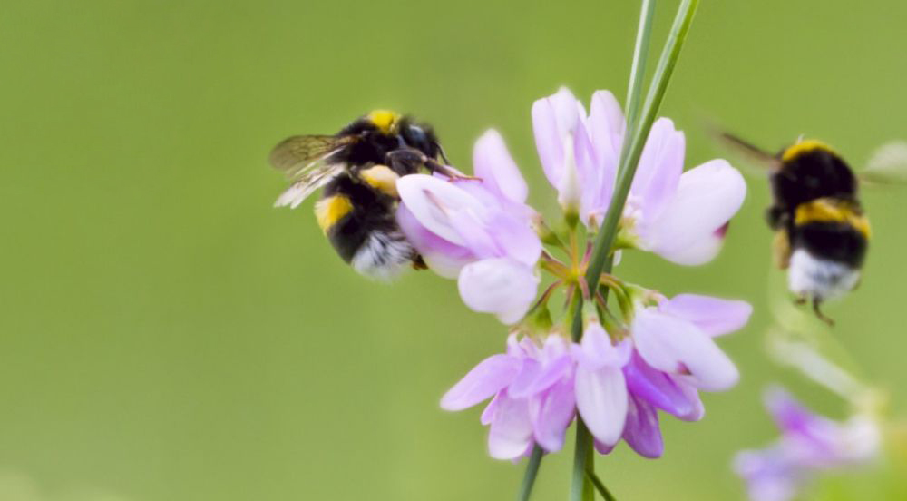 Veldhommel