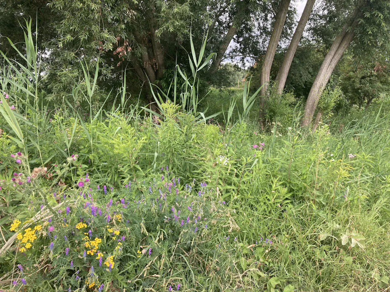 Natuurlijke begroeiing met verschillende kruiden en planten